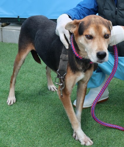 종료(반환) 믹스견…